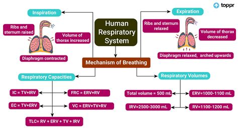 Example Nursing Concept Map for Respiratory Disease