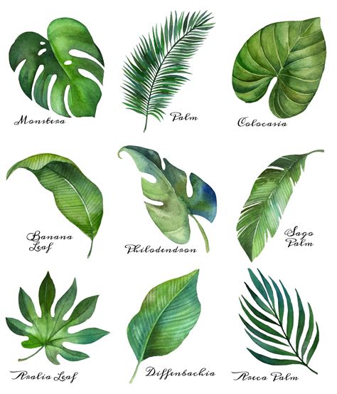 Exotic Plant Leaf Template 9