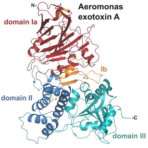 Exotoxin structure