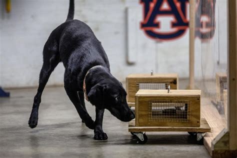 Explosive detection dog