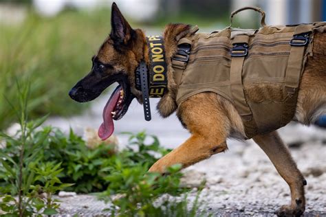 Explosive detection training