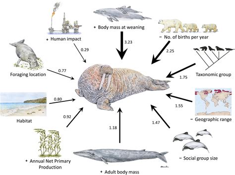 Extinction risk drivers