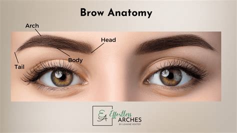 Understanding Eyebrow Anatomy