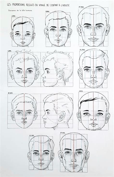 Face Proportions Template