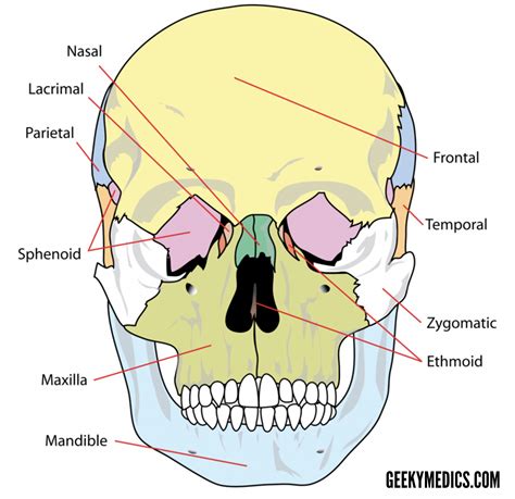 Facial Bones Structure