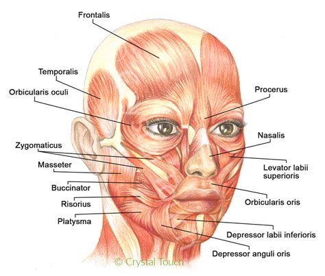 Description of Facial Muscles