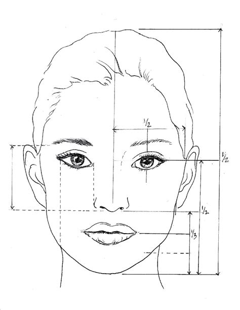 Facial Proportions Guide