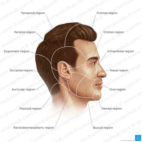 Description of Facial Structure