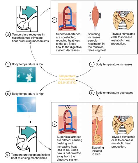 Factors Affecting Temperature Regulation