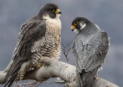 Falcon Behavior and Psychology