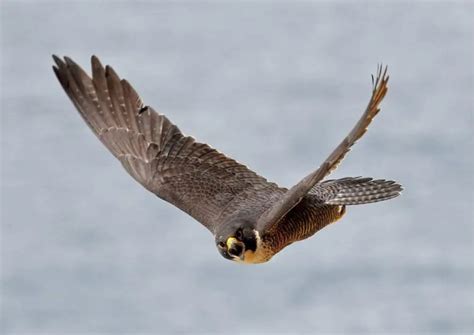 Falcon Behavior and Training