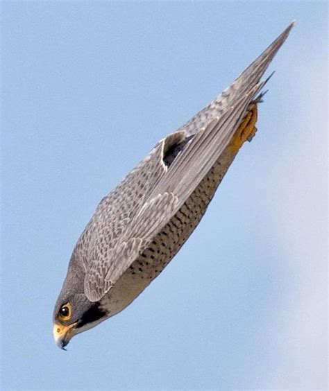 Falcon diving through the air