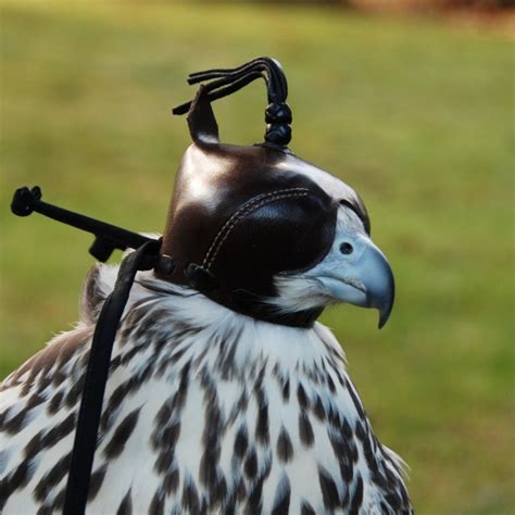 Falconry hoods for sale online