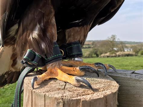 Falconry jesses for sale online