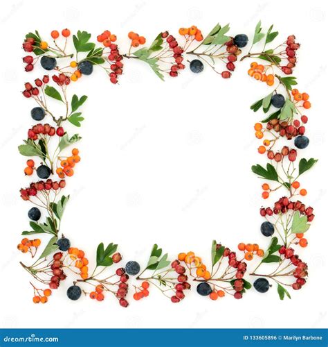 Fall berries border template