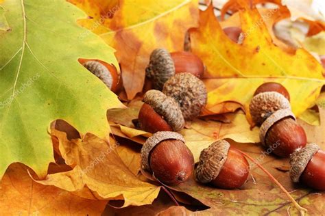 Fall leaves and acorns border template