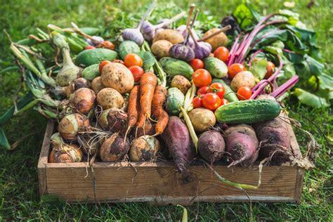 A variety of fall produce, including apples and squash