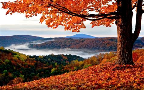 Fall trees and hills border template