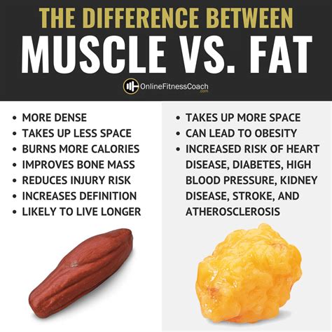 5 Pounds of Fat Vs 5 Pounds of Muscle