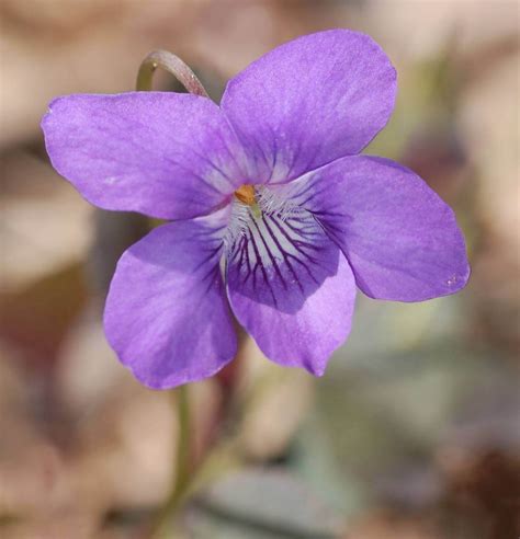 february birth flower violet