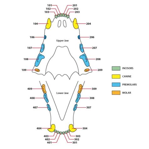 Feline dental anatomy