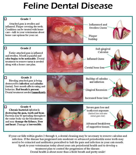 Feline dental care planner