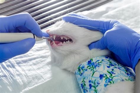 Feline dental care