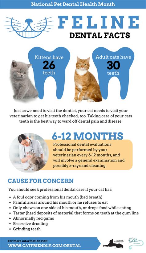 Feline dental facts