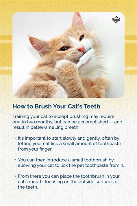 Feline dental health