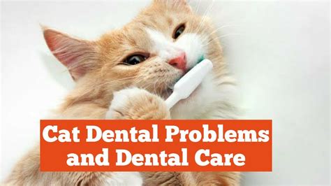 Feline dental health tips