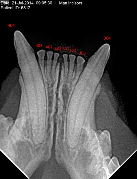 Feline dental x-ray