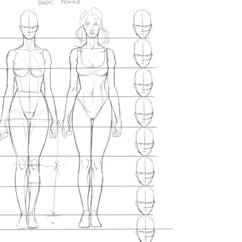 Female body proportions