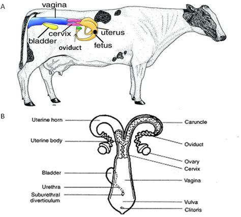 Female cattle reproductive system diagram