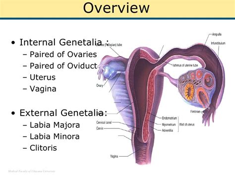 Female genitalia illustration