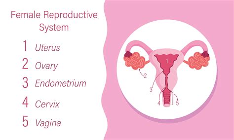 Female reproductive system illustration