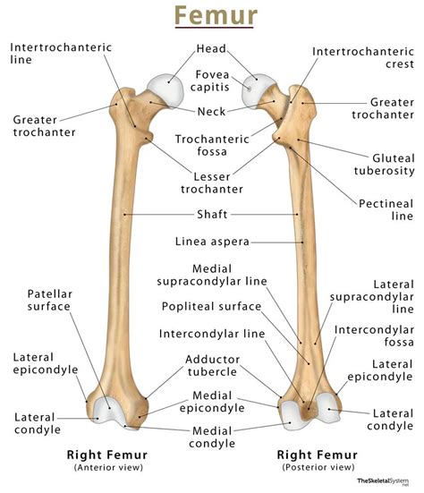 A diagram of the femur, highlighting its structure and function