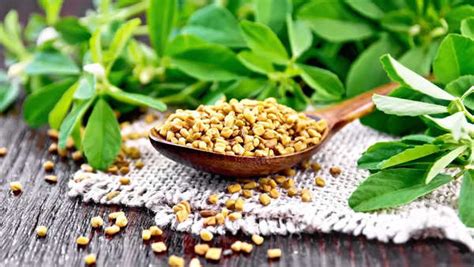 Fenugreek for Diabetes Management