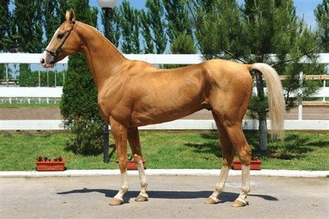 Ferghana Horse in a Field