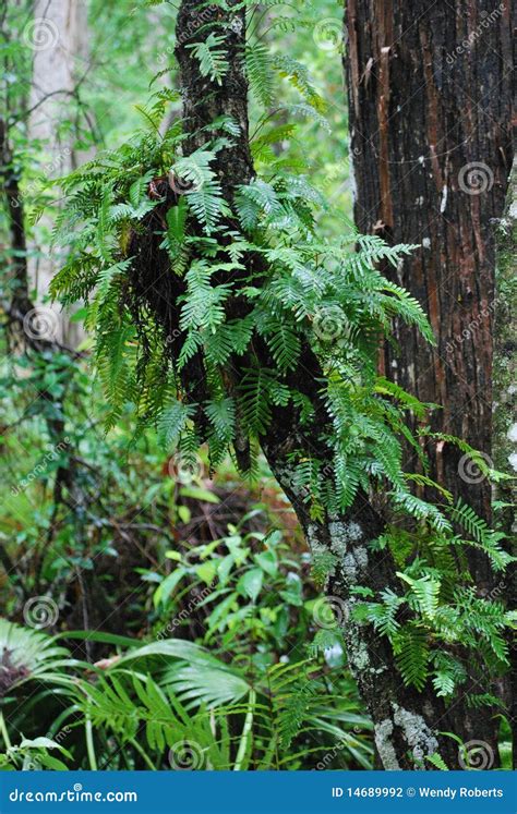 Fern in the Great Dismal Swamp