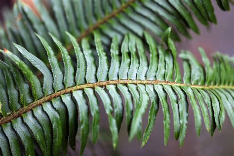 Fern Leaf Template