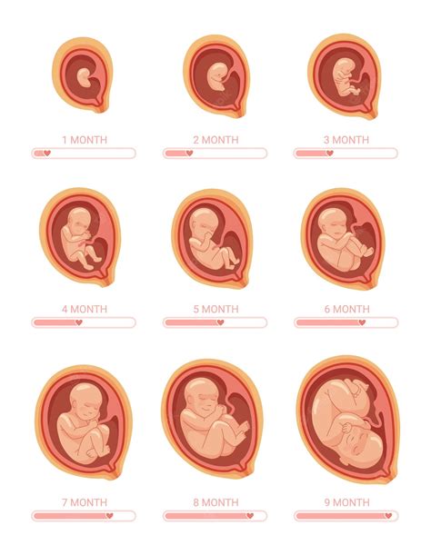 Fetal development