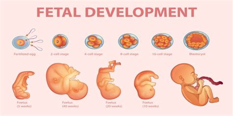 Fetal Development and Amniocentesis