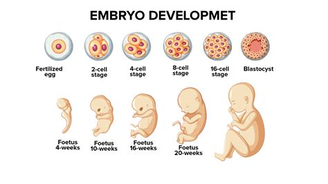 Fetal Development Stages