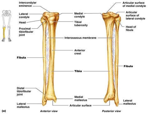 A diagram of the fibula, highlighting its structure and function