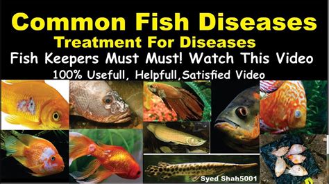 Common Diseases Affecting Black Sprunkii Fish