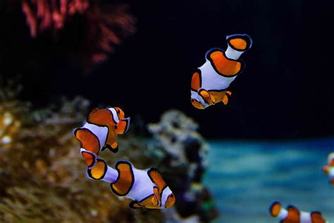 Fish Swimming