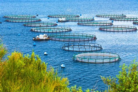 Fishing and Aquaculture Practices in Connecticut Colony