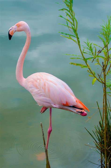 Flamingo pictures for kids