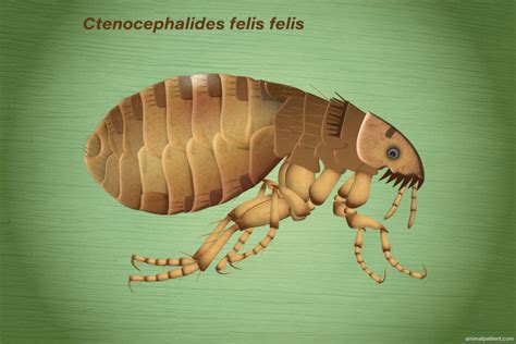 Flea adults on human skin