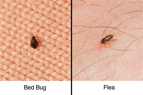 Flea Bug